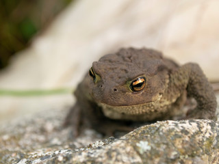 Black toad. Orange eye. Sitting on a rock.