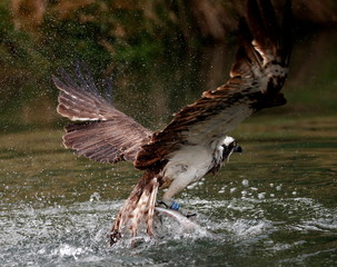 Fishing osprey