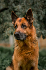 German shepherd dog on the grass. old German shepherd posing on the nature