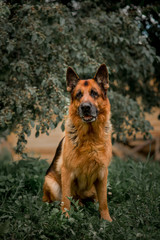 German shepherd dog on the grass. old German shepherd posing on the nature