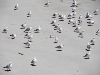 Many seagulls standng on a beach in New Zealand