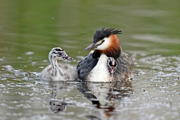 Haubentaucher (Podiceps cristatus) mit Jungtieren - Great crested grebe