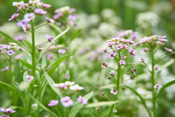 pink flowers in garden