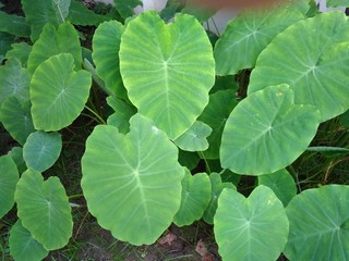 Taro root green leaves background