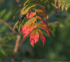 Fototapeta premium red autumn leaves green background