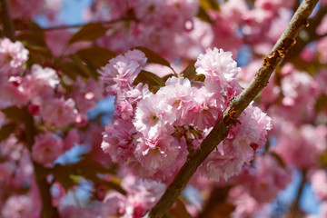  Kiev Ukraine spring blossomed beautiful sakura