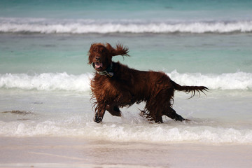 Majestic Dog in Waves