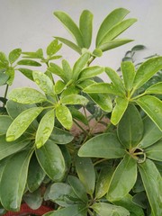 dew drops on green plant leaves in pot