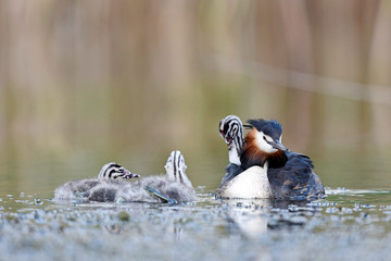 Haubentaucher (Podiceps cristatus) mit Jungtieren - Great crested grebe