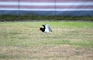 Der balzende Austernfischer