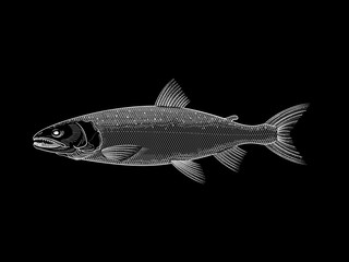 White Salmon illustration on black background