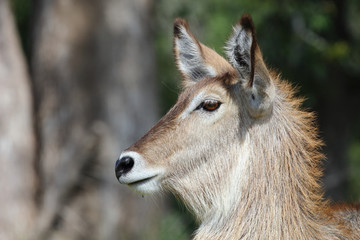 Wasserbock / Waterbuck / Kobus ellipsiprymnus