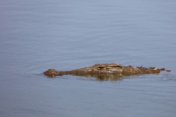 Fototapeta premium Nilkrokodil / Nile Crocodile / Crocodylus Niloticus