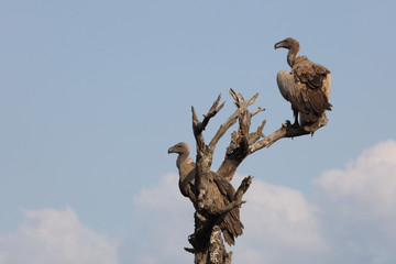 Weißrückengeier / White-backed Vulture / Gyps africanus