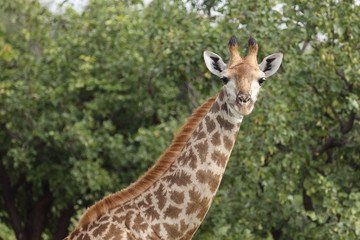 Giraffe / Giraffe / Giraffa Camelopardalis