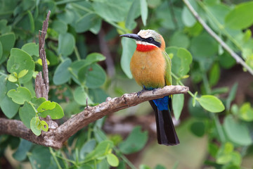 Weißstirnspint / White-fronted bee-eater / Merops bullockoides
