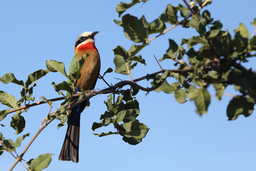 Weißstirnspint / White-fronted bee-eater / Merops bullockoides