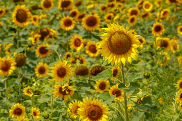 Beautiful field of yellow sunflowers on a background of blue sky with clouds