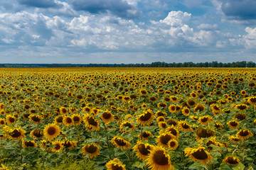 Obraz premium Beautiful field of yellow sunflowers on a background of blue sky with clouds