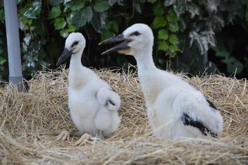Bébés Cigognes