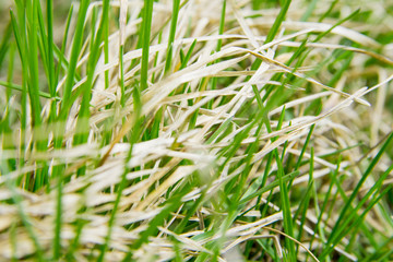 grass