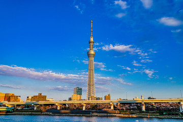 Fototapeta premium 東京スカイツリーと晴天の空