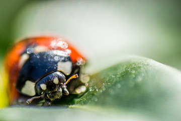 macro and close-up of ladybug and head on a green leaf