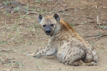 Obraz premium Tüpfelhyäne / Spotted hyaena / Crocuta crocuta