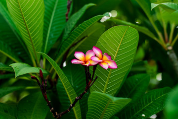 Red plumeria flowers on the tree