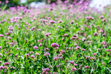 Obraz premium Violet verbena flowers