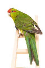 Aratinga, green aratinga, beautiful parrot