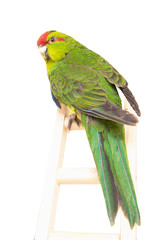 Aratinga, green aratinga, beautiful parrot
