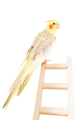 Corella, yellow Corella, a beautiful parrot