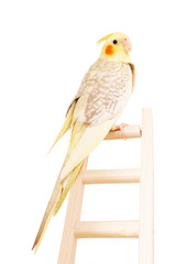 Fototapeta premium Corella, yellow Corella, a beautiful parrot