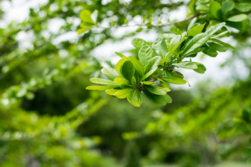 Fototapeta na wymiar Green leaves of the Calabash Tree