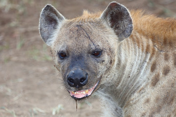 Tüpfelhyäne / Spotted hyaena / Crocuta crocuta