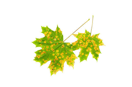 Maple leaves with spots of disease isolated on white
