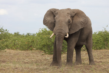 Afrikanischer Elefant / African elephant / Loxodonta africana