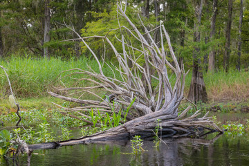 Dead tree with exposed roots on Fisheating Creek in Florida