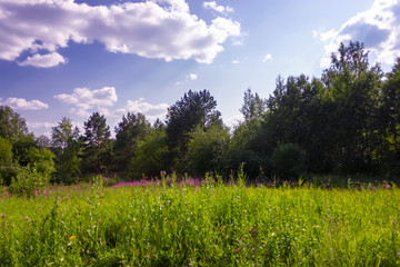 Summer meadow landscape with green grass and wild flowers on the background of a forest.