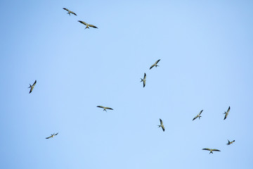 Large group of Swallow-tailed Kites flying 