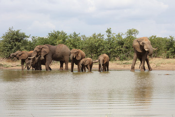 Fototapeta premium Afrikanischer Elefant / African elephant / Loxodonta africana