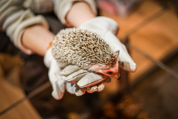 かわいいハリネズミのイメージ