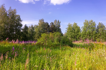 Summer meadow landscape with green grass and wild flowers on the background of a forest.