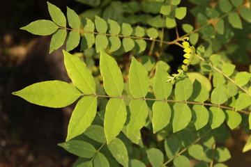 starfruit plant growing on pot