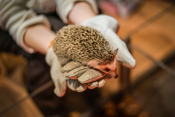 かわいいハリネズミのイメージ