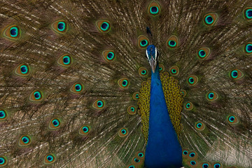 Obraz premium Peacock dancing with colorful feather detail.