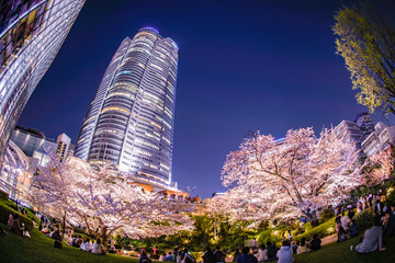 毛利庭園の夜桜と六本木ヒルズ