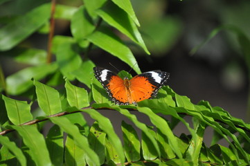 Awesome orange butterfly with open wings on a branch 