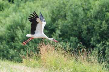 stork in the field